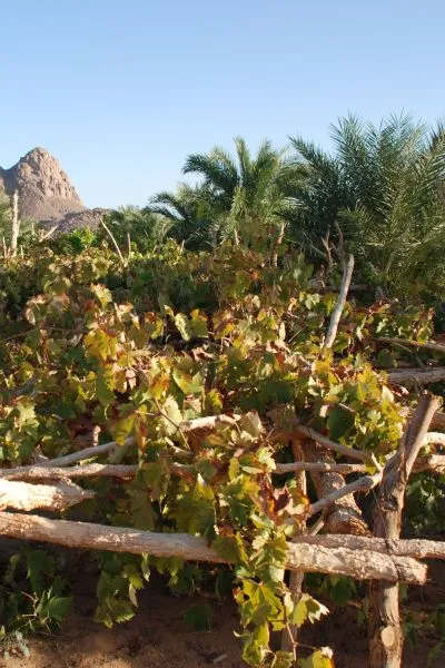L'oasis de Djanet