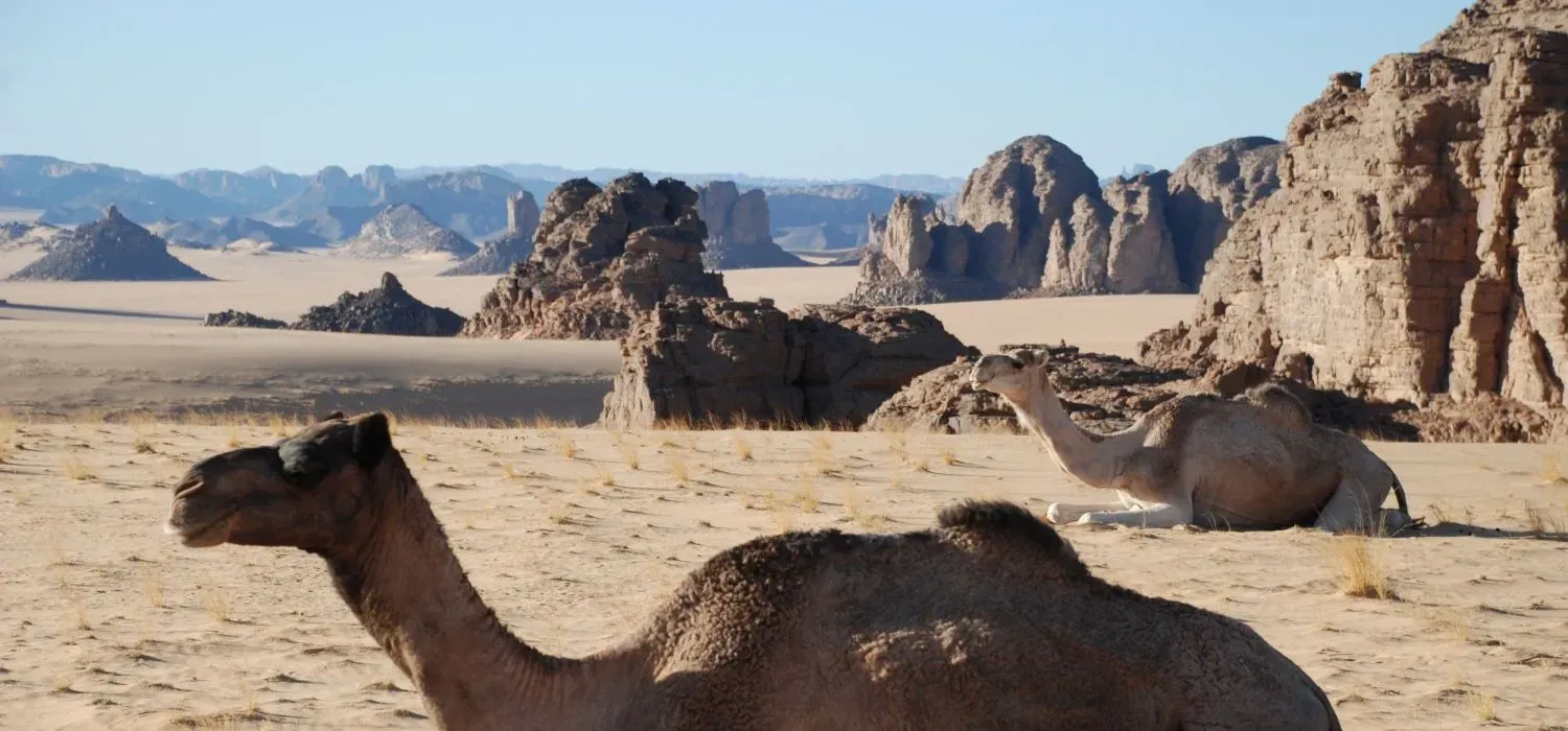 Dromadaires dans le desert du Sahara