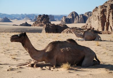 Dromadaires dans le desert du Sahara