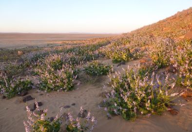 Végétation dans le Sahara algérien près de l'oasis de Djanet