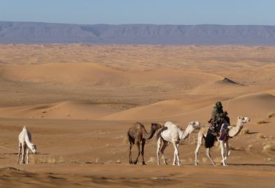Randonnée chamelière dans le Sahara Algérien