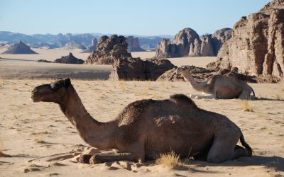 Dromadaires dans le desert du Sahara