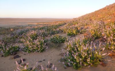 Végétation dans le Sahara algérien près de l'oasis de Djanet