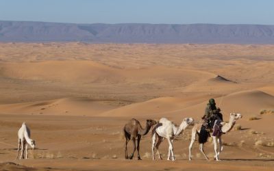 Randonnée chamelière dans le Sahara Algérien