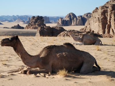 Dromadaires dans le desert du Sahara