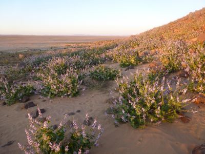 Végétation dans le Sahara algérien près de l'oasis de Djanet