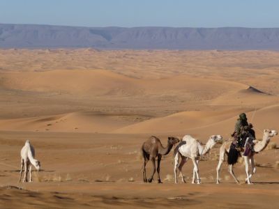 Randonnée chamelière dans le Sahara Algérien